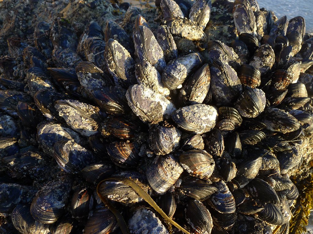 2014-01-17 PointReyesCamping 012